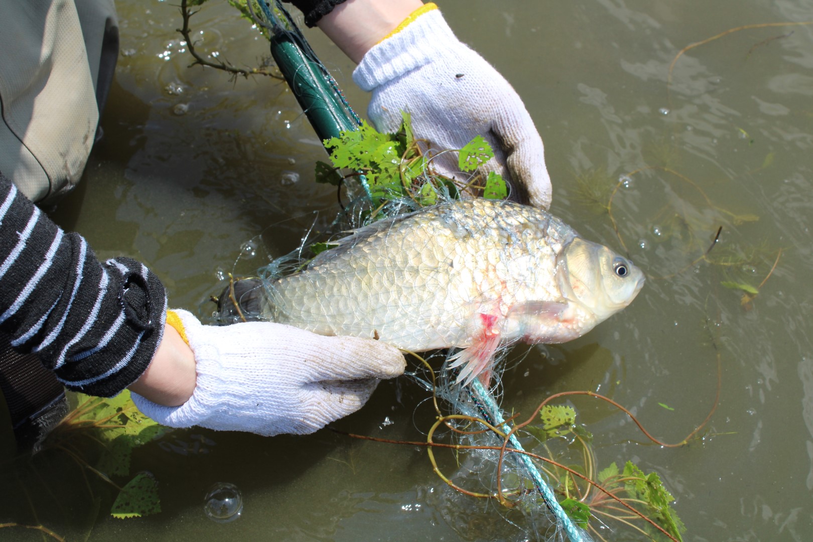 2025年の伊豆沼保全活動の様子