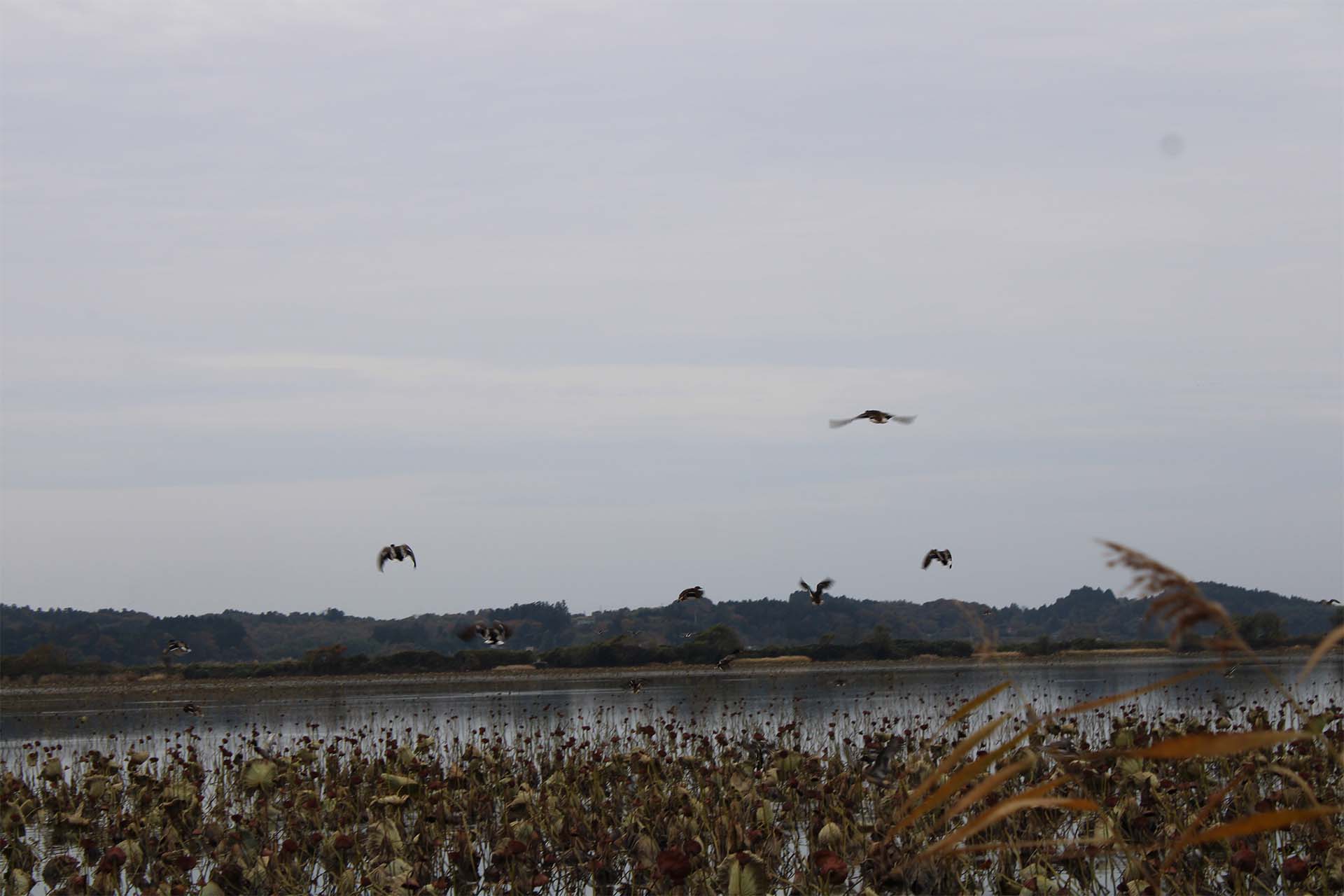 2025年11月9日の伊豆沼環境保全活動の様子