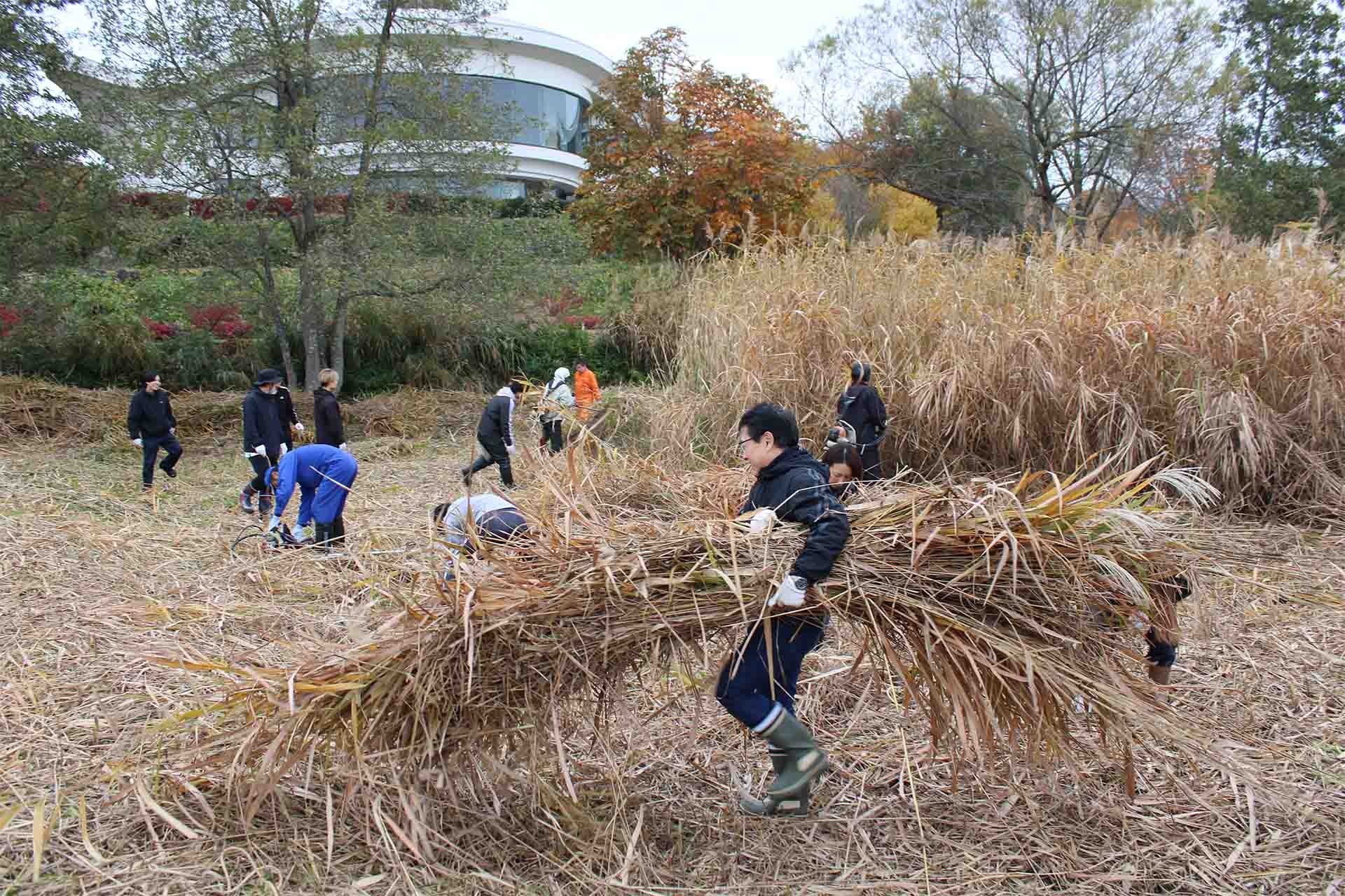 2025年11月 葦刈り作業